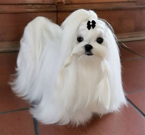 Most of the fur is cut short and the long hair is left on the ears and the tail. . Hairstyles for maltese